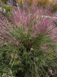 Muhlenbergia capillaris