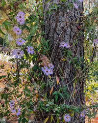 Ampelaster carolinanus