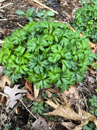 Anemone virginiana