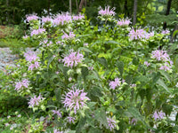 Monarda fistulosa