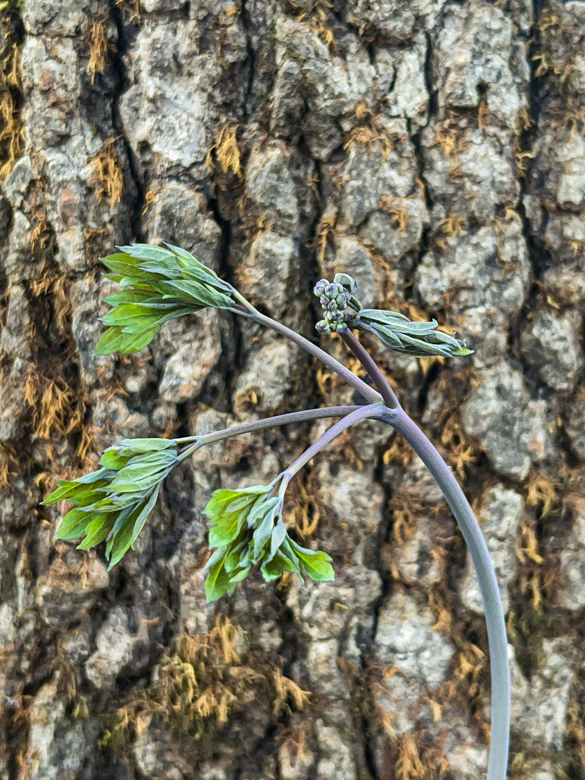 Caulophyllum thalictroides