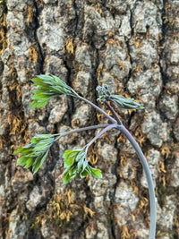 Caulophyllum thalictroides