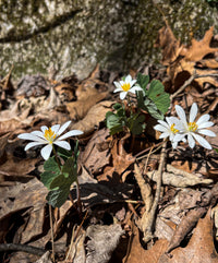 Sanguinaria canadensis