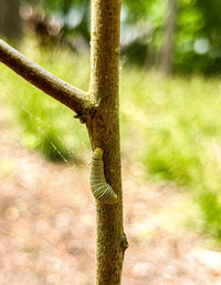 Asimina triloba