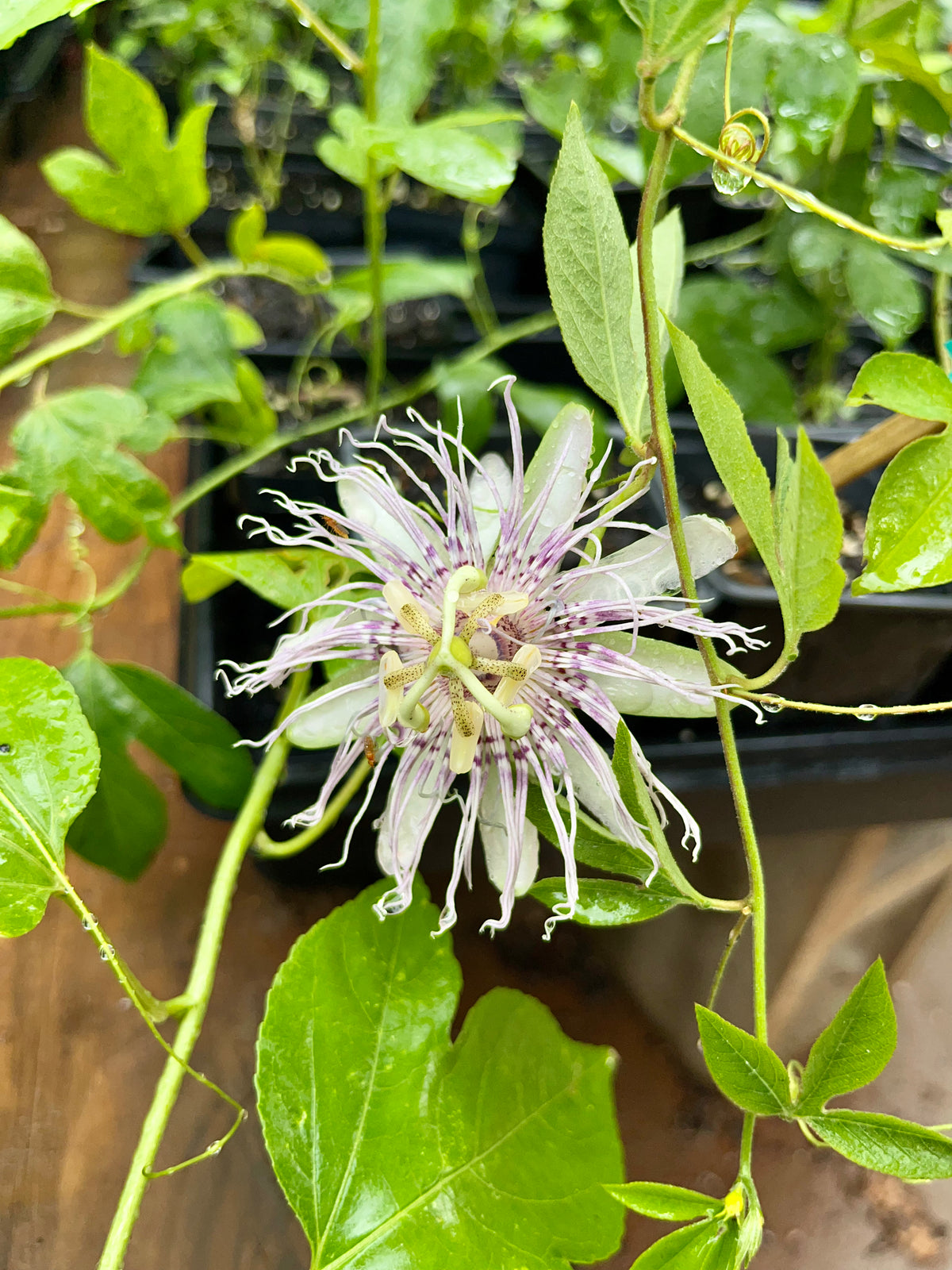 Passiflora incarnata