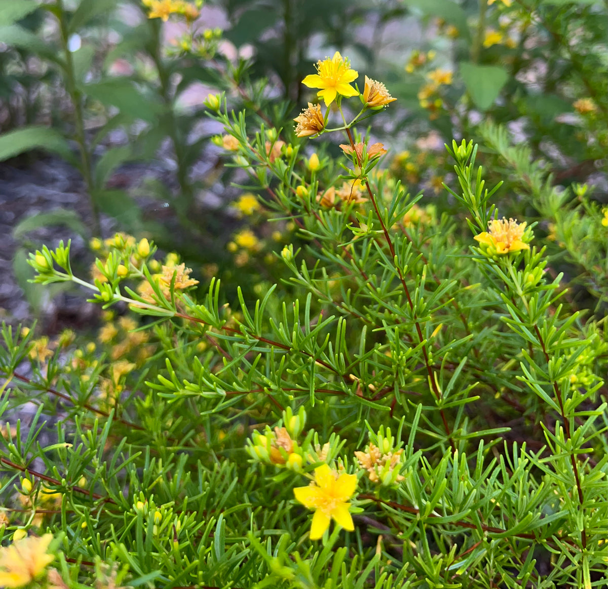 Hypericum lloydii