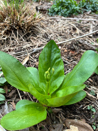 Dodecatheon meadia