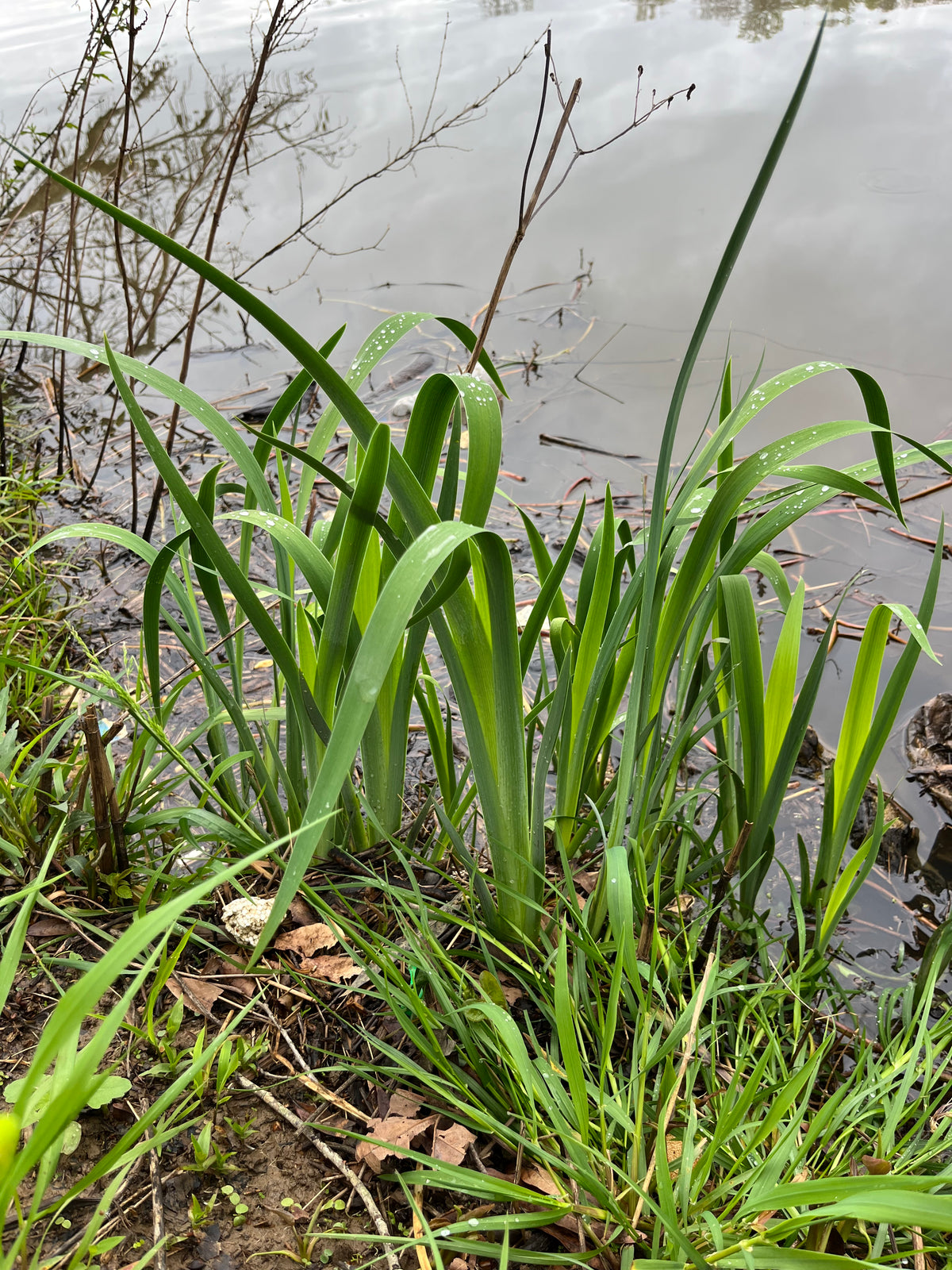 Iris virginica