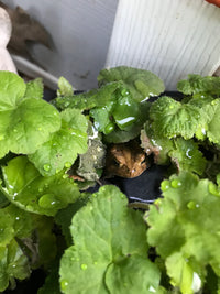 Tiarella cordifolia 'Running Tapestry'