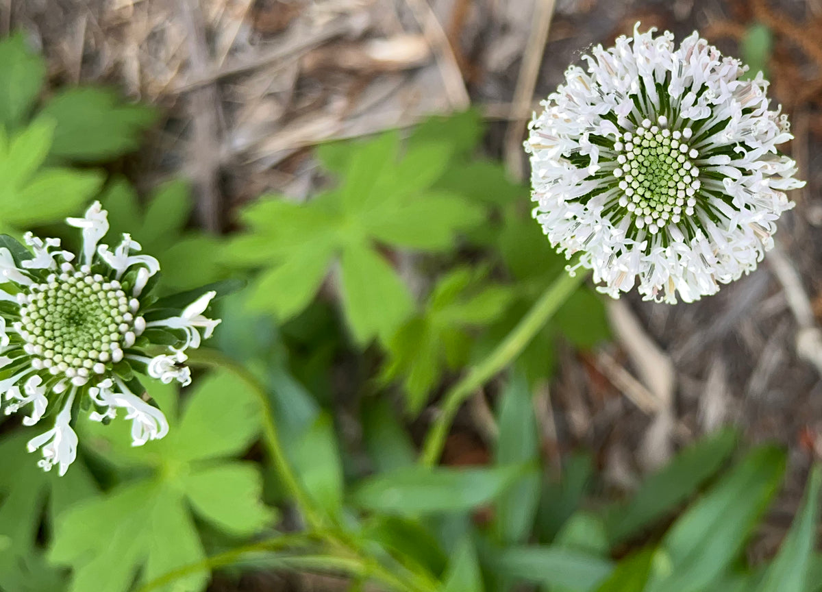 Marshallia obovata