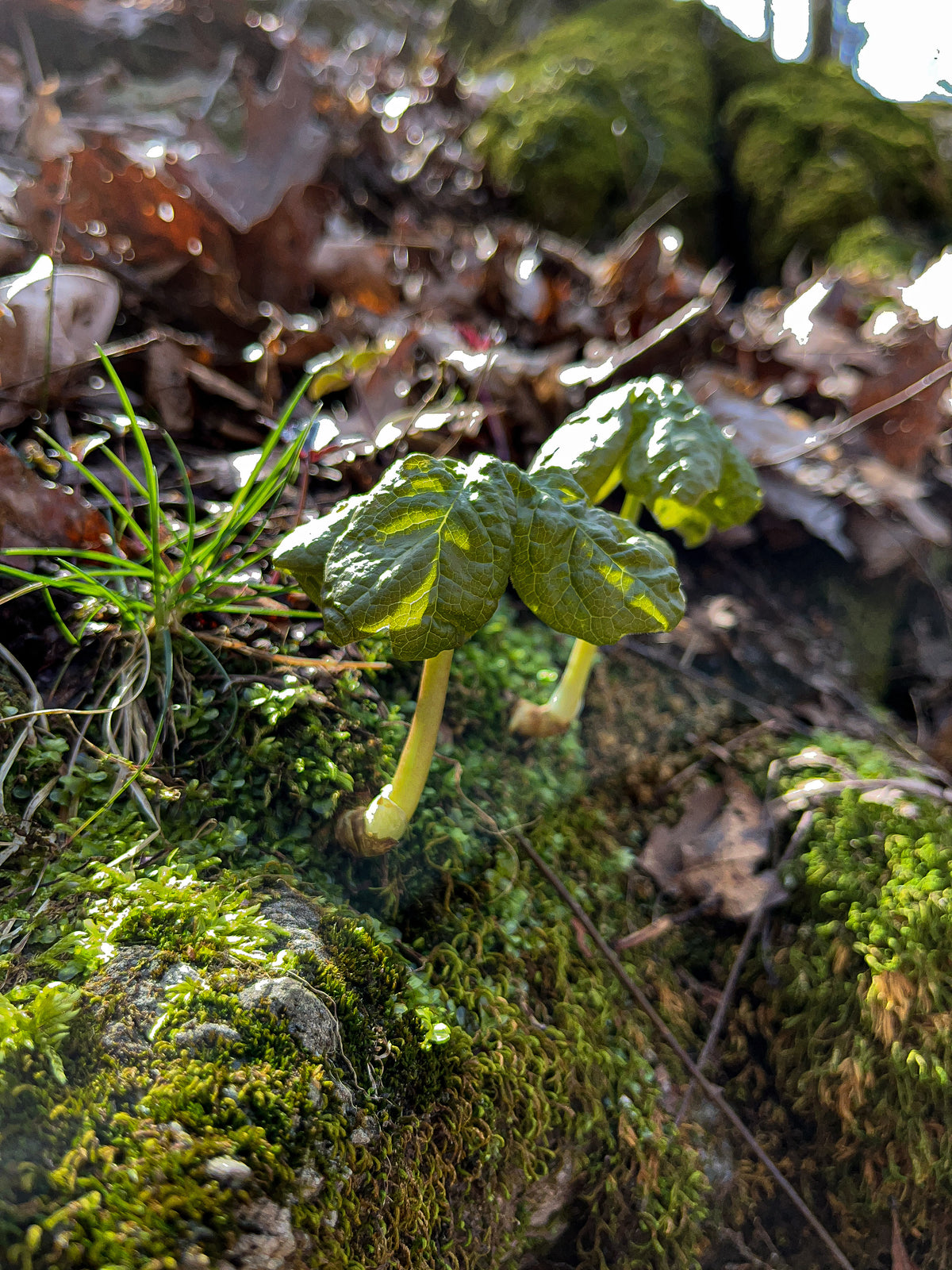 Podophyllum peltatum