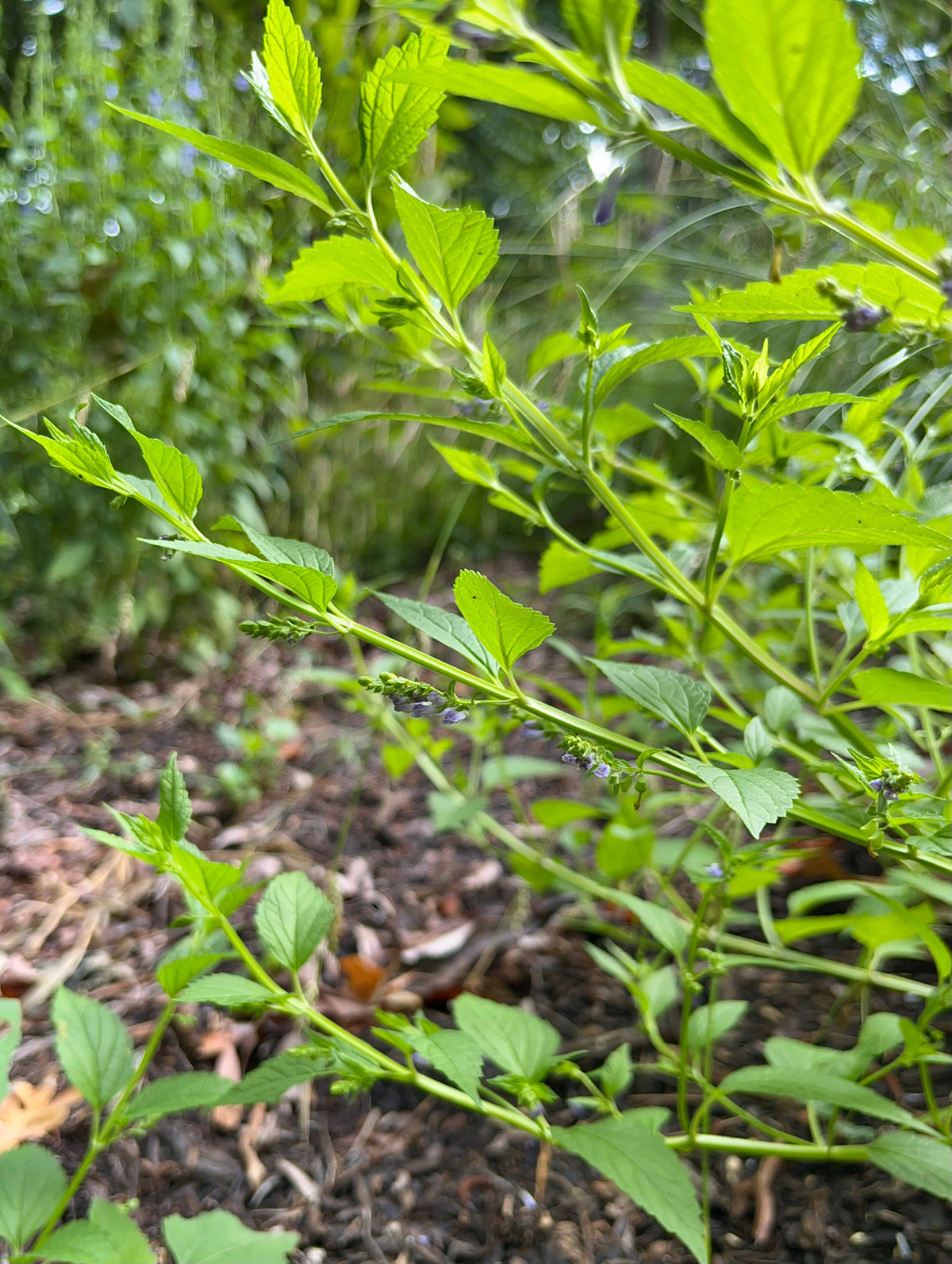 SALE Scutellaria lateriflora