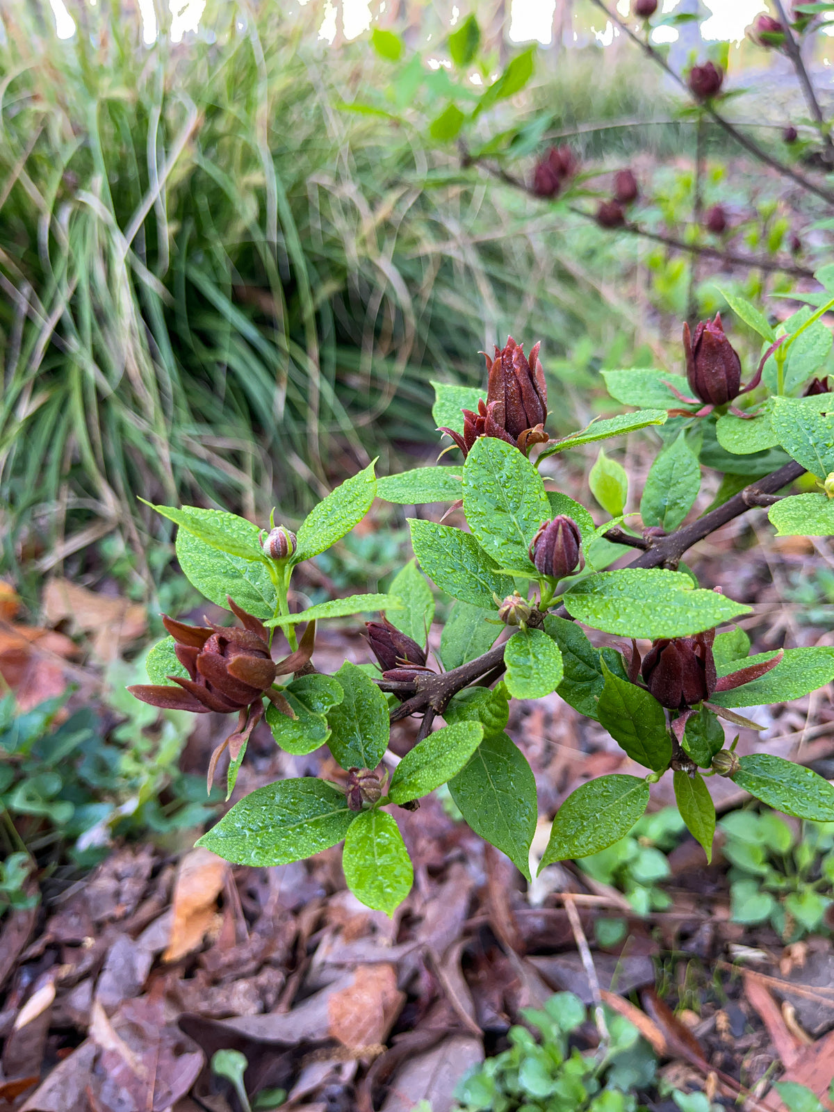 Calycanthus floridus