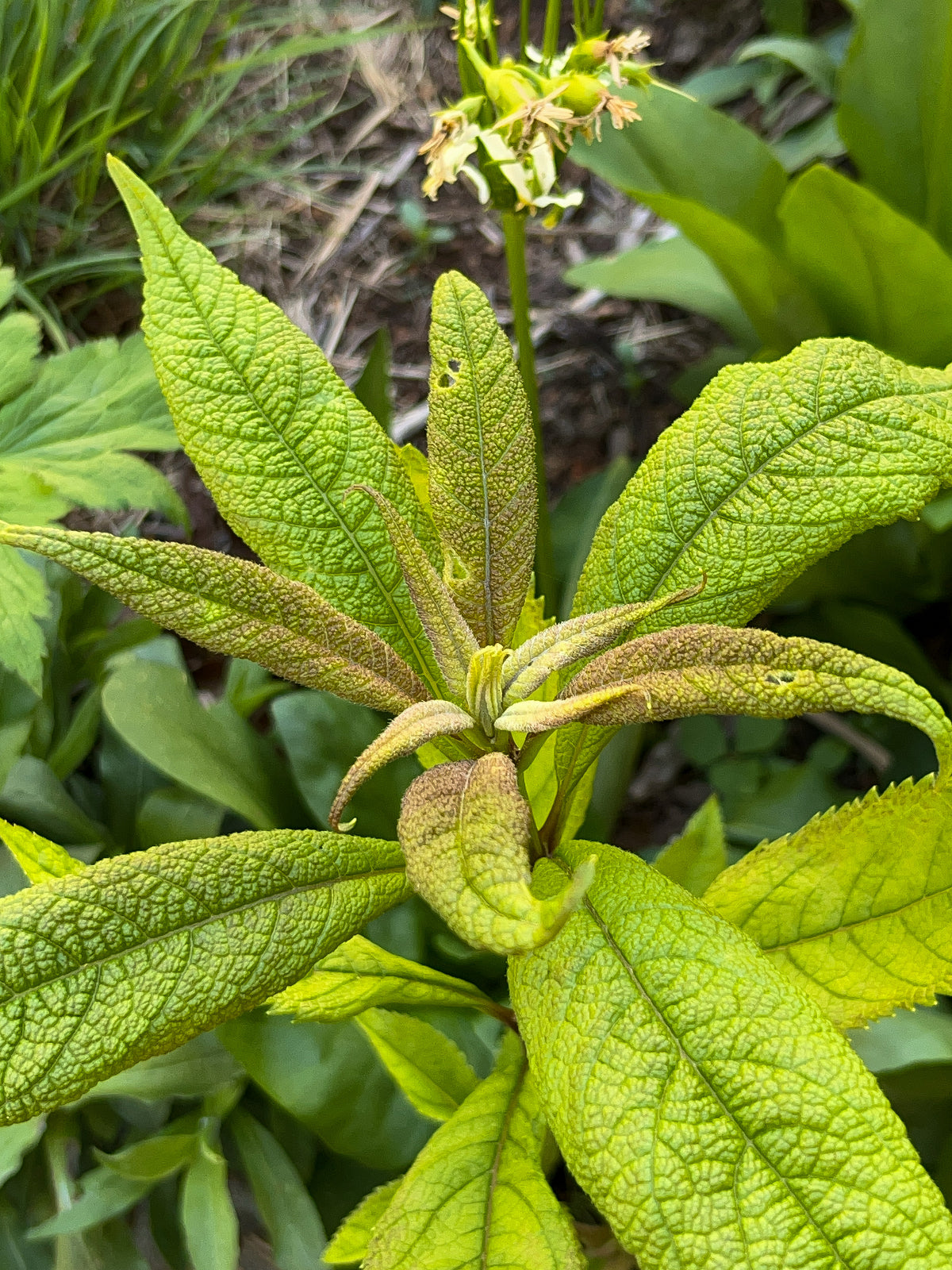 Eutrochium purpureum