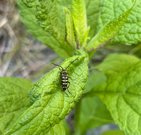 Eutrochium purpureum