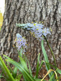 Camassia Scilloides