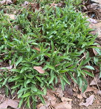 Symphyotrichum oblongifolium