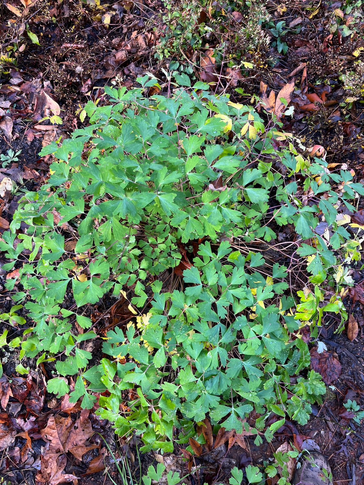 Aquilegia canadensis