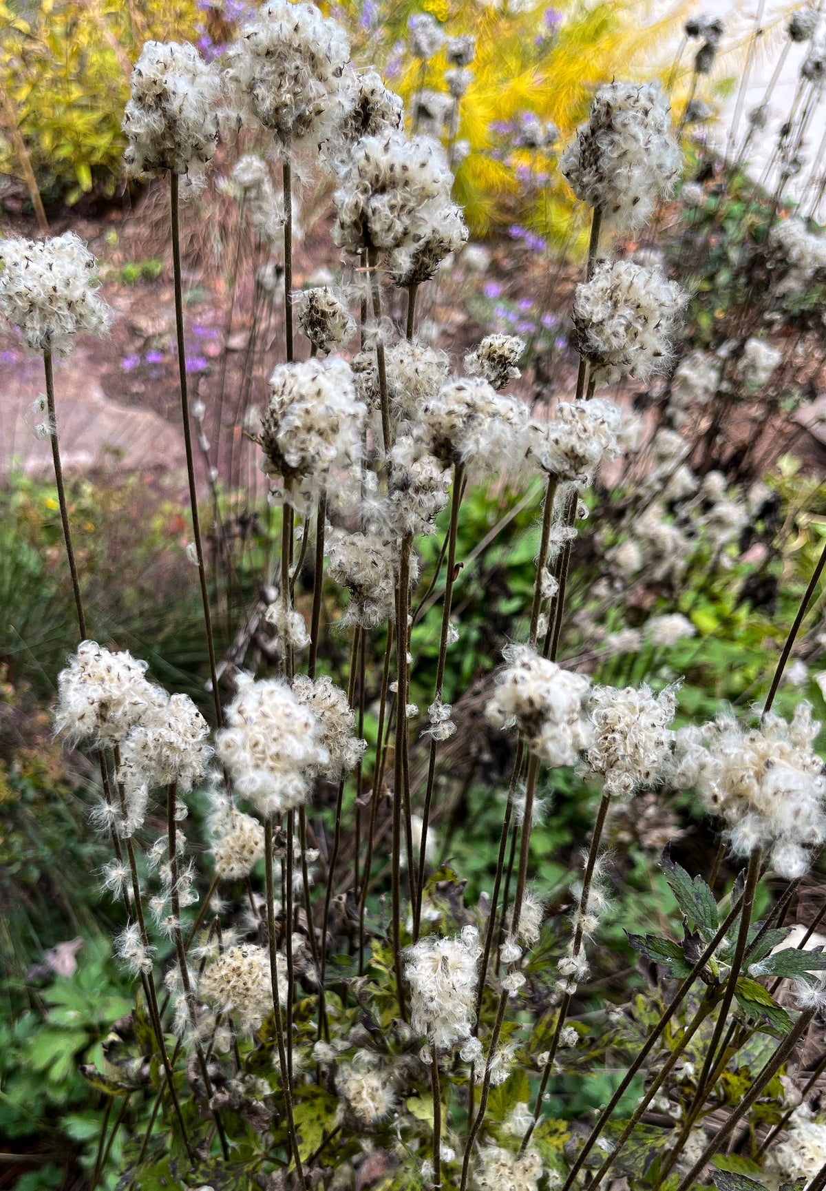 Anemone virginiana