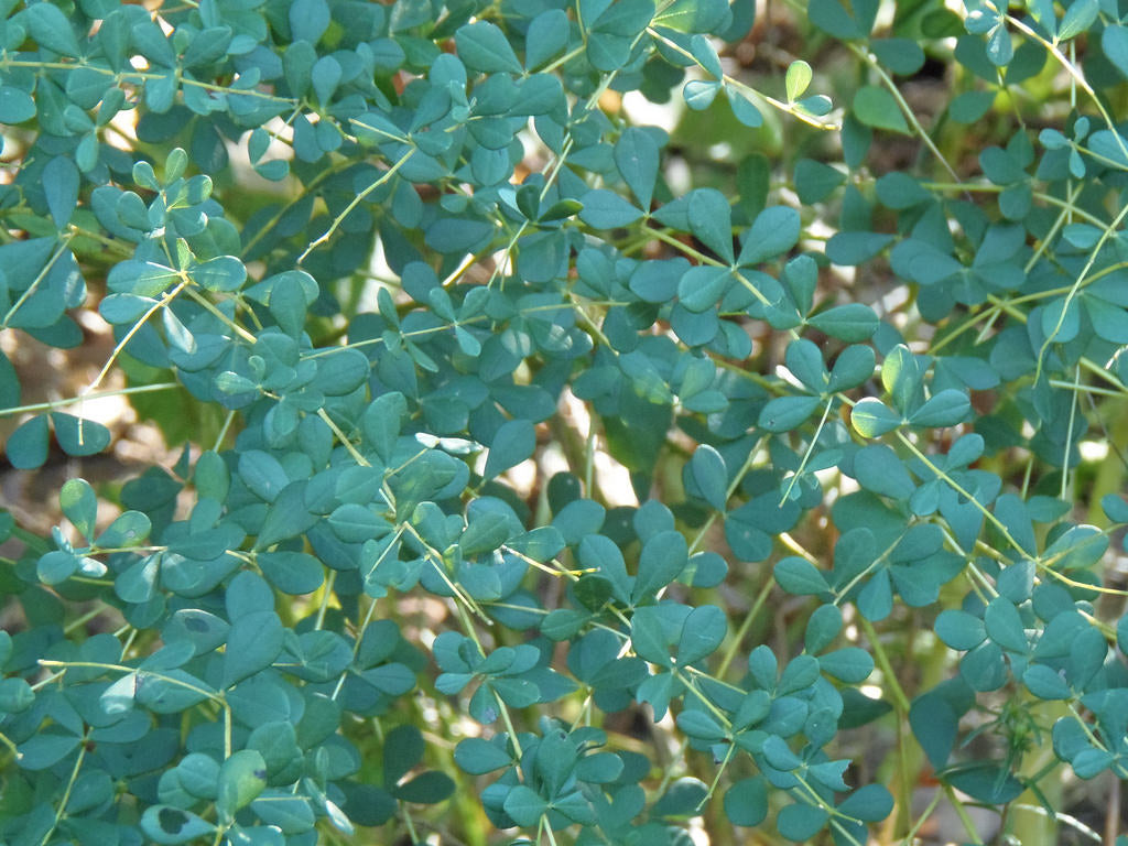 Baptisia tinctoria