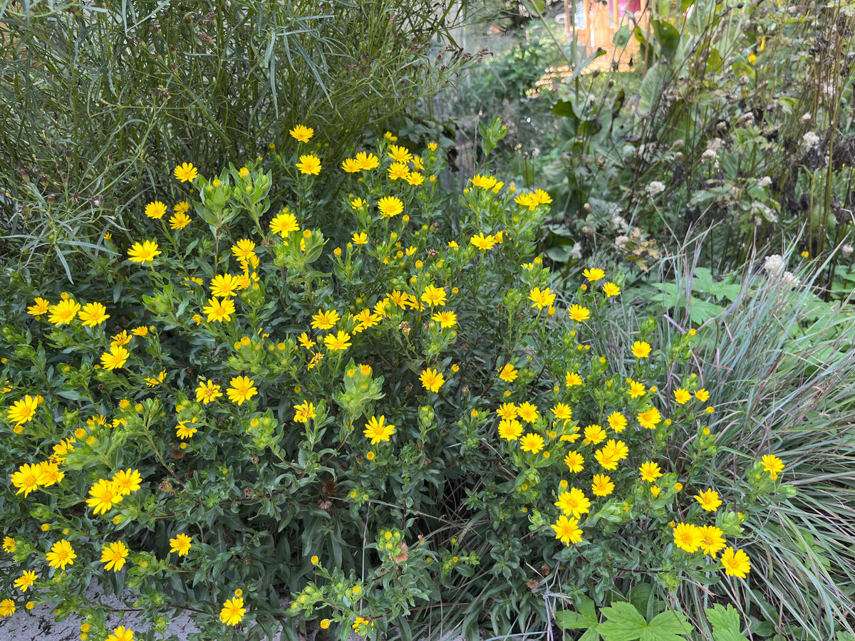 Chrysopsis mariana