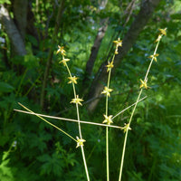 SALE Carex radiata