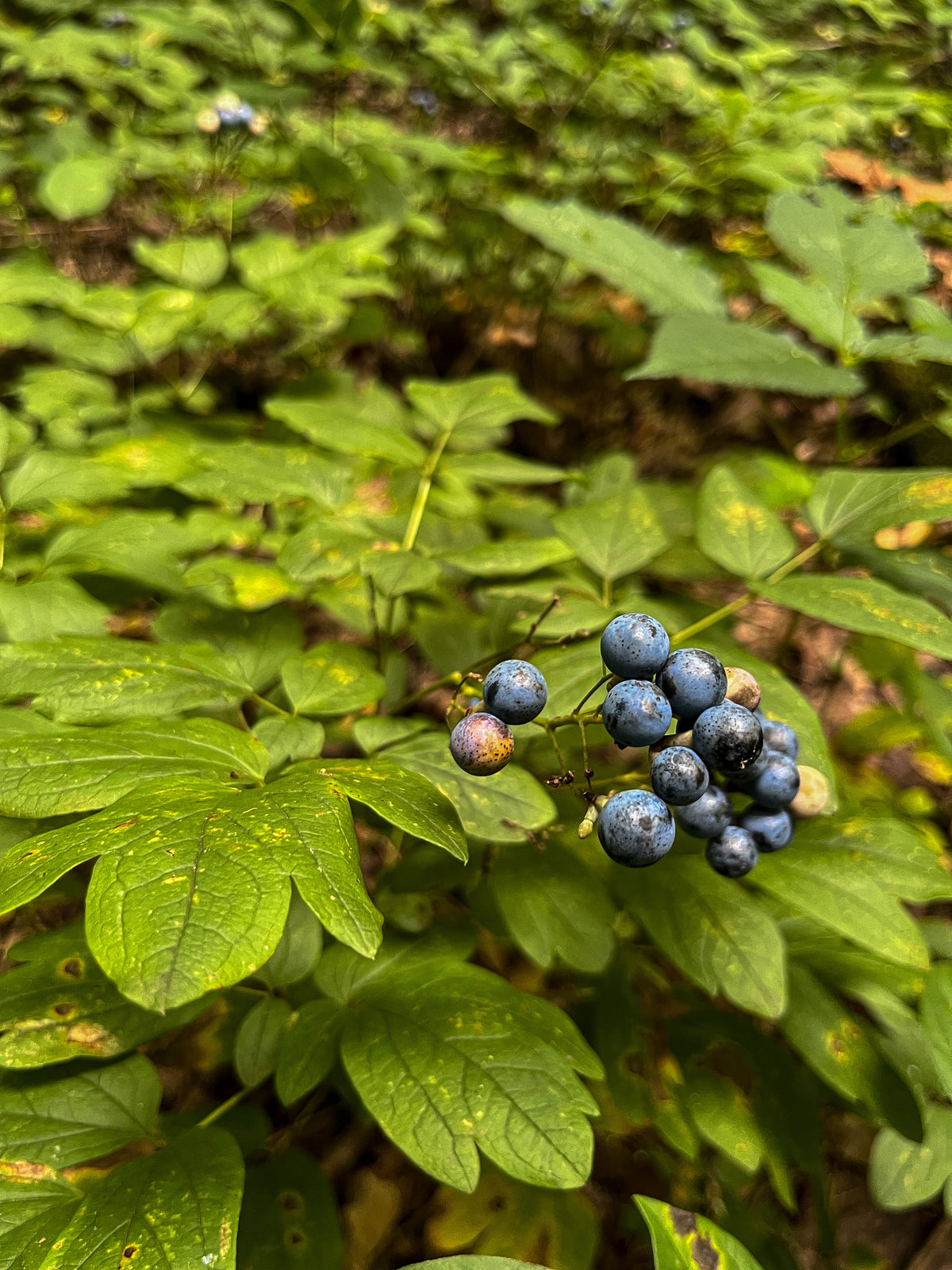 Caulophyllum thalictroides