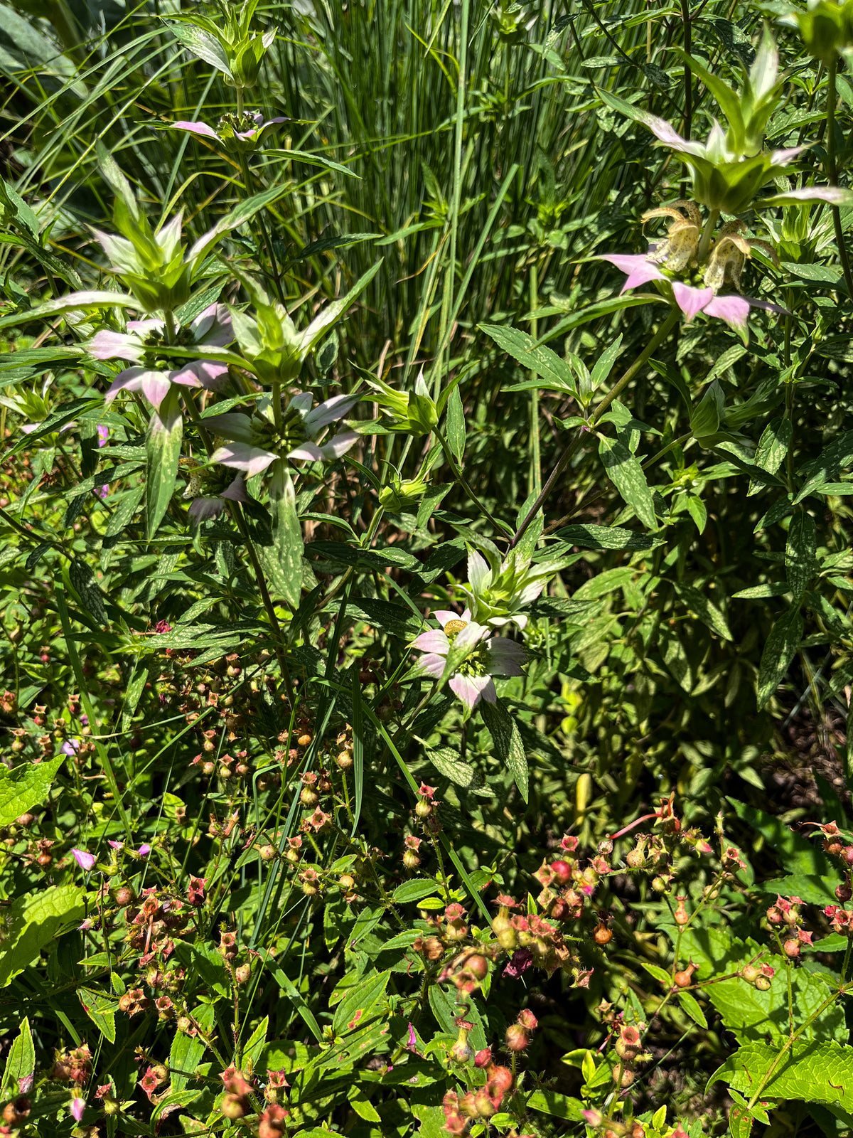 Monarda punctata