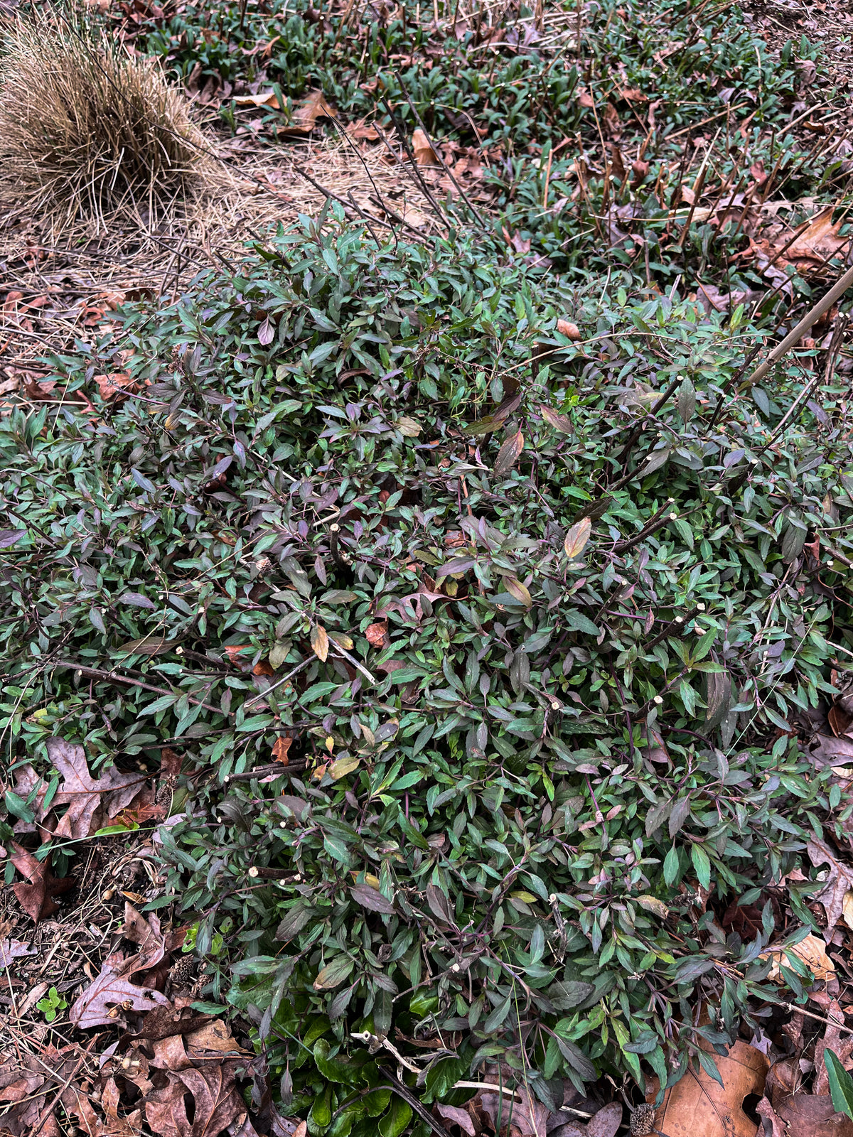 Monarda punctata