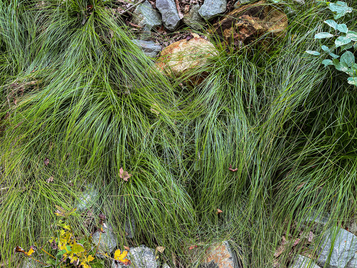 SALE Carex radiata