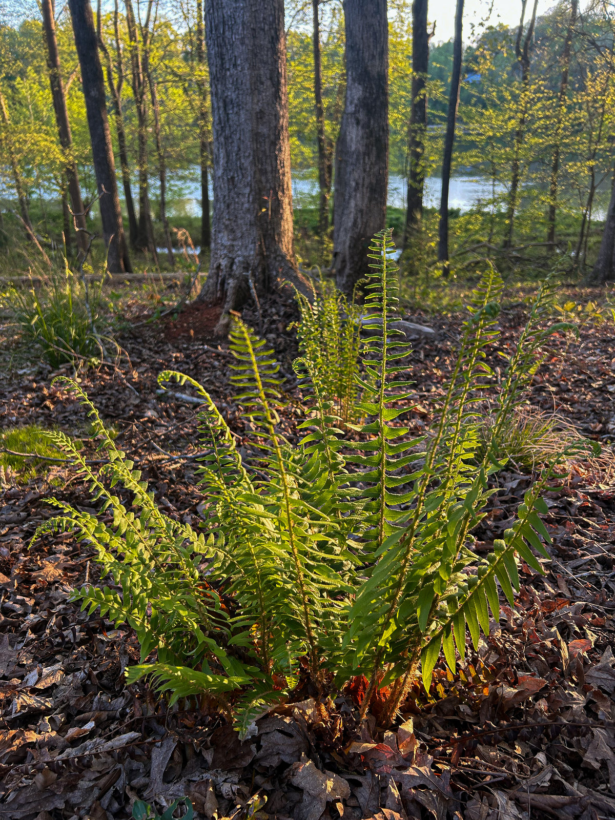 Polystichum acrostichoides