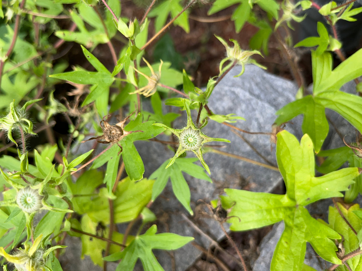 Callirhoe involucrata