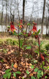 Aquilegia canadensis