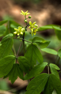 Caulophyllum thalictroides