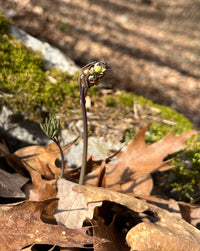 Caulophyllum thalictroides