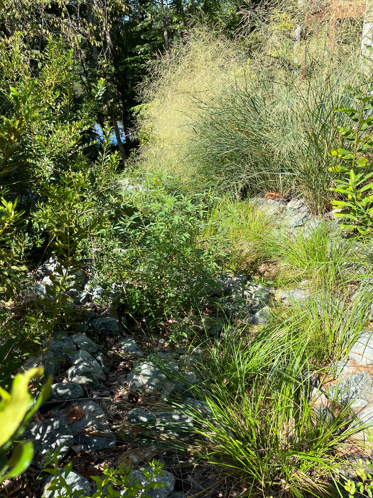 SALE Carex vulpinoidea