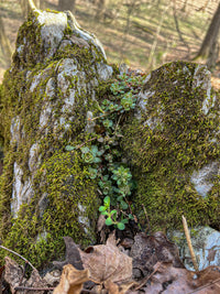 Sedum ternatum