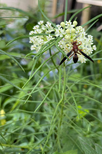 Asclepias verticillata