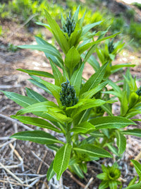 Amsonia tabernaemontana