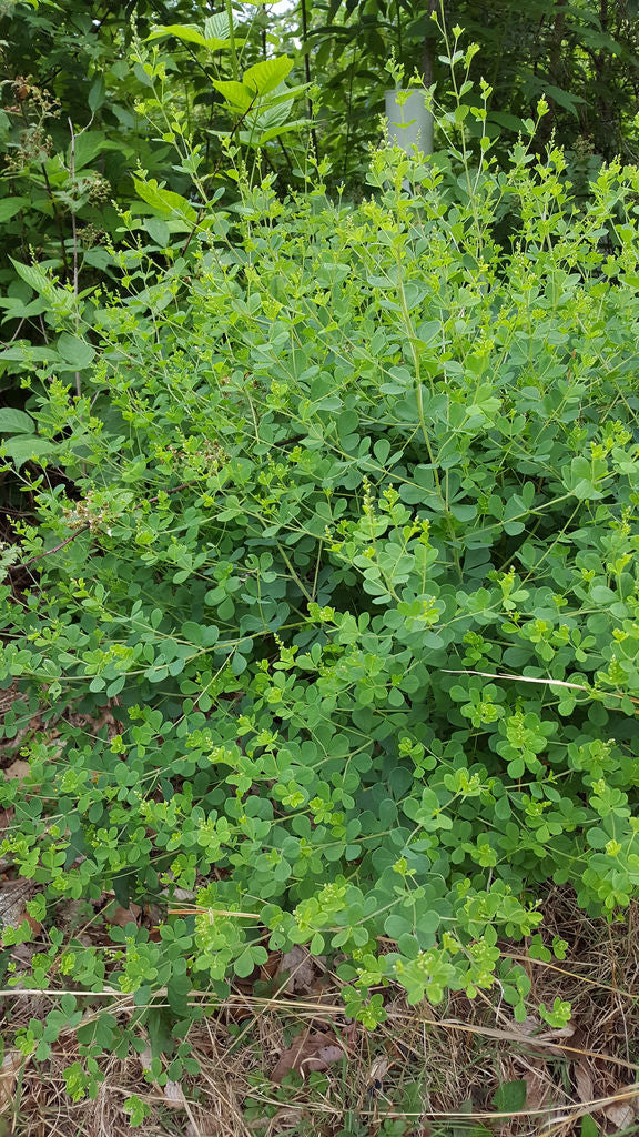 Baptisia tinctoria