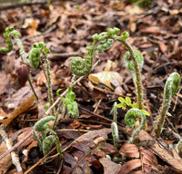 Polystichum acrostichoides