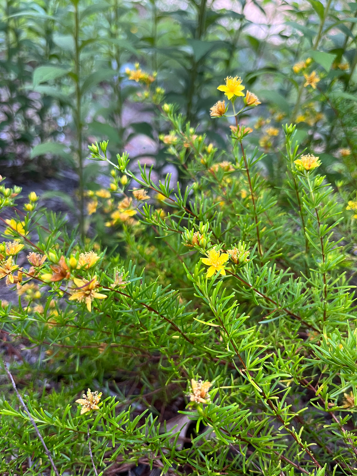 Hypericum lloydii