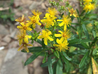 Hypericum prolificum