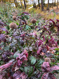 Monarda bradburiana