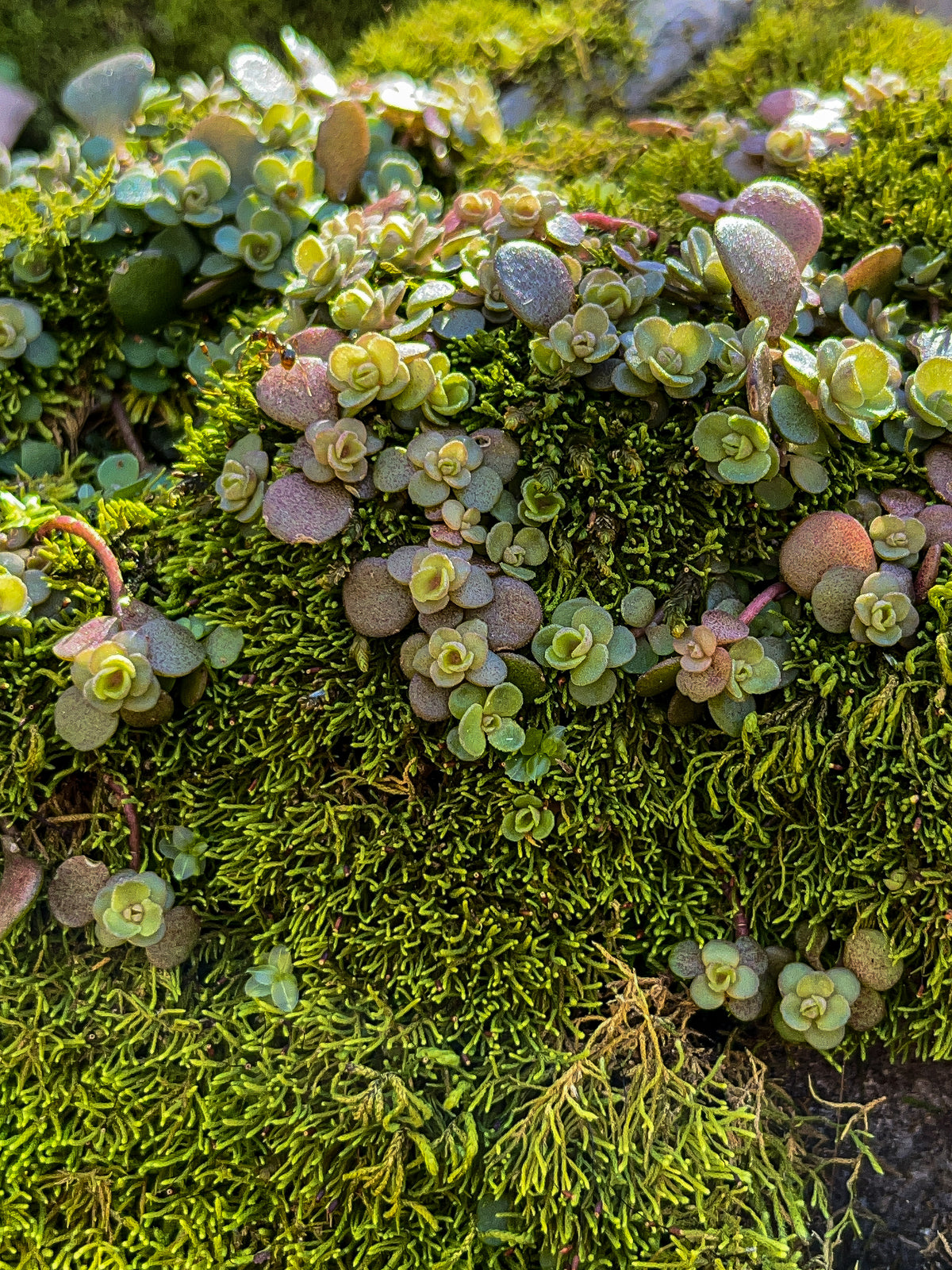 Sedum ternatum