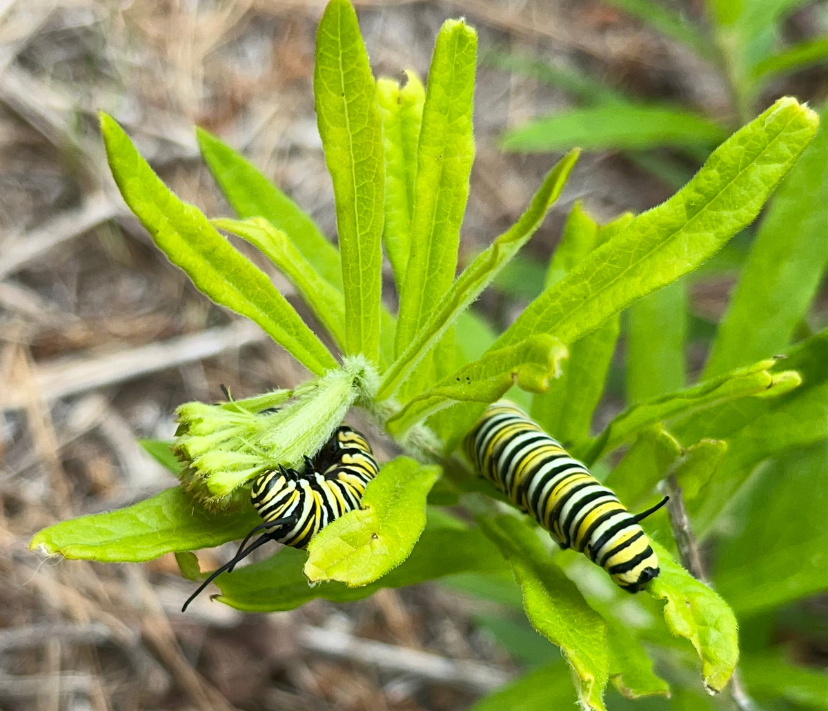 Asclepias tuberosa