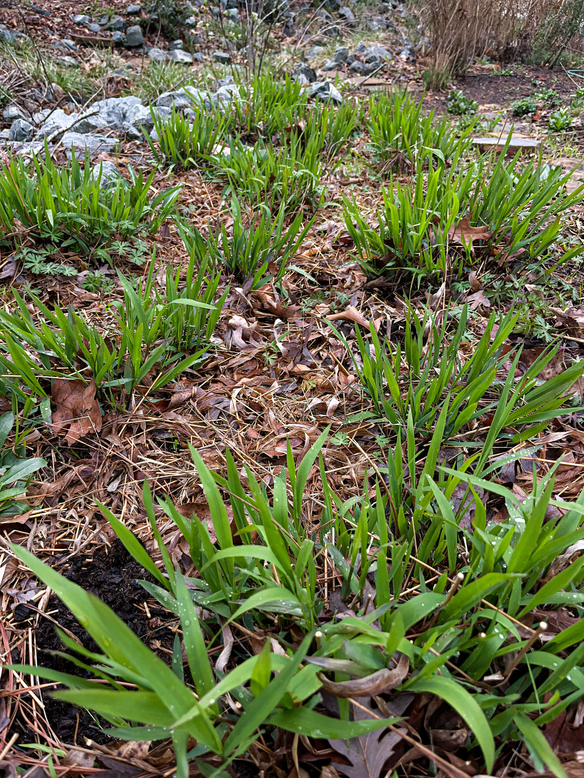 Chasmanthium latifolium