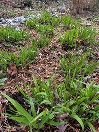 Chasmanthium latifolium