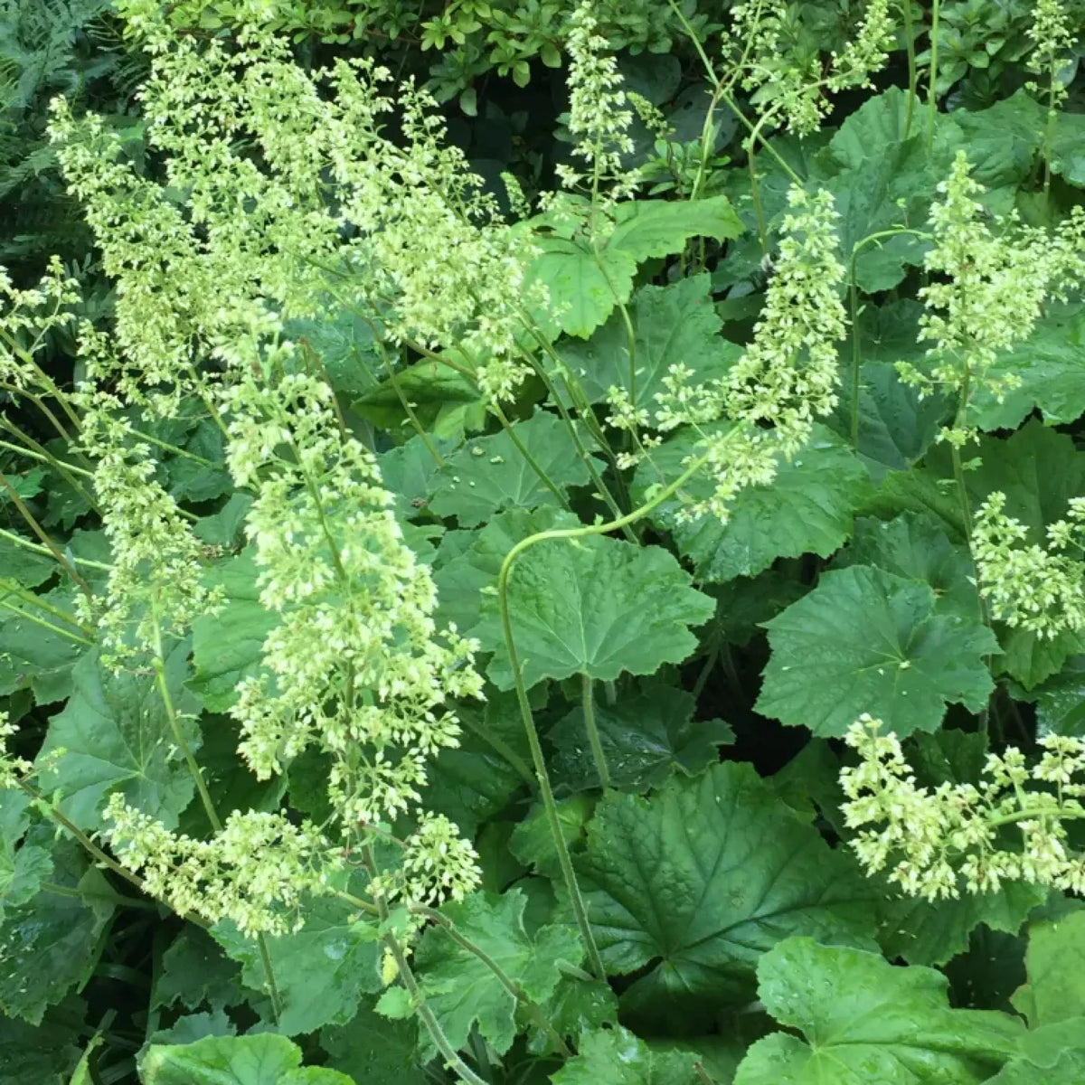 Heuchera villosa var. macrorrhiza