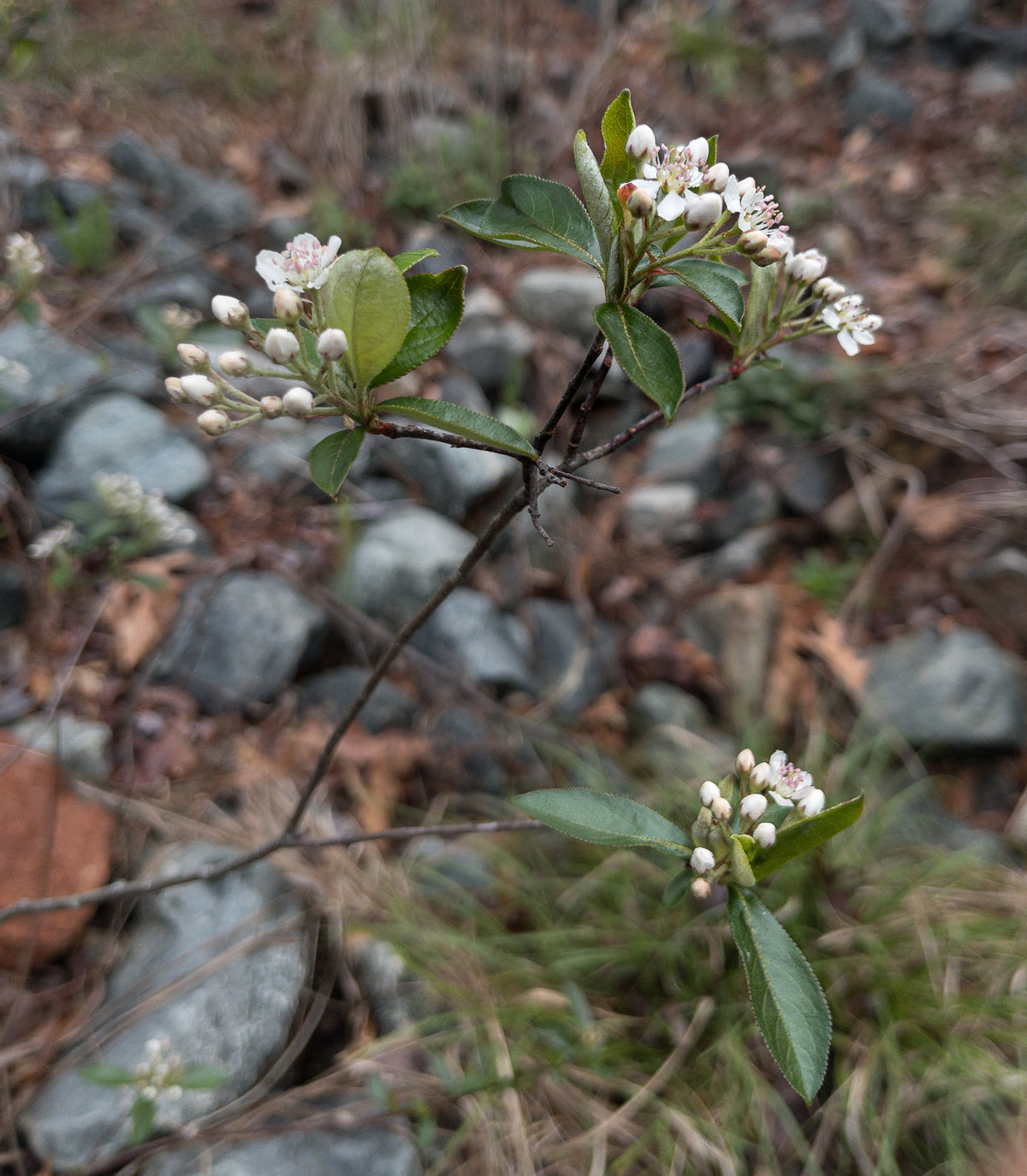 Aronia arbutifolia